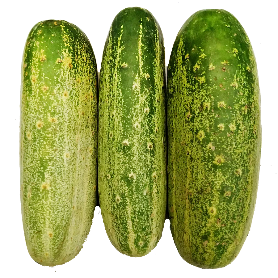 Desi Cucumber