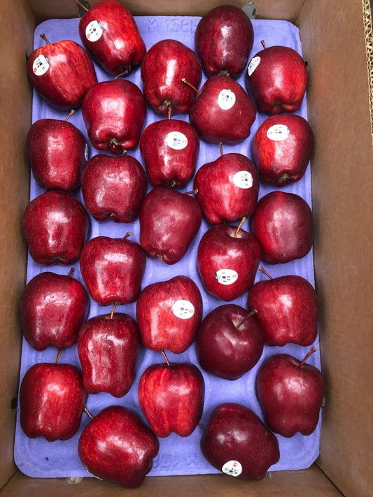 Red delicious apple